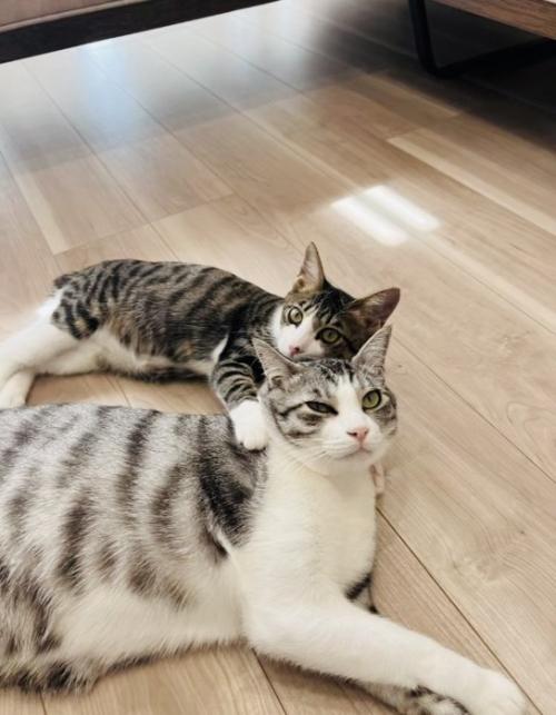 サバ白猫に甘える子猫