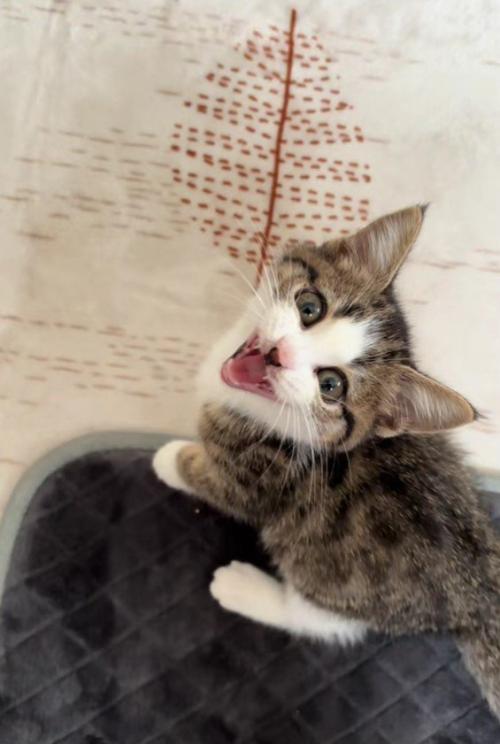 足元にいる子猫