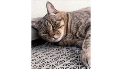 室内にいる猫