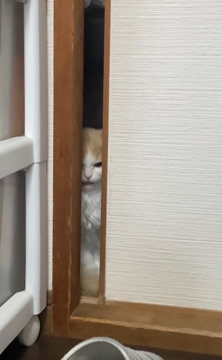 俯いてやや口を開いている猫