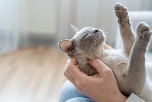 うっとり猫