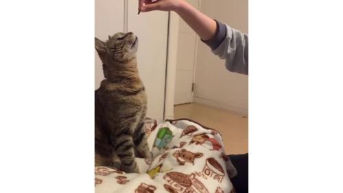 室内にいる猫