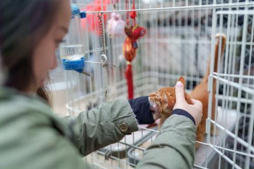 ケージの中の猫と遊ぶ少女