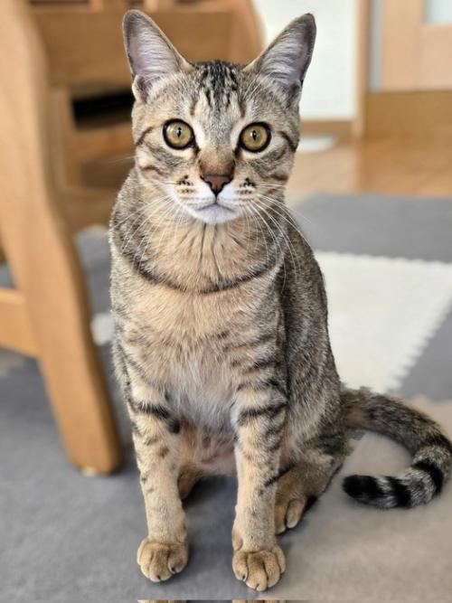 じっと前を見つめるキジトラ猫