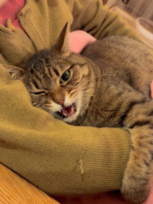 鳴く猫