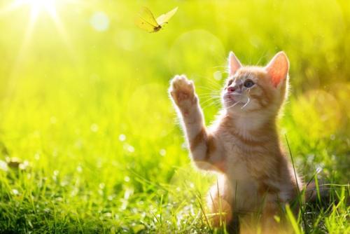 ちょうちょと猫