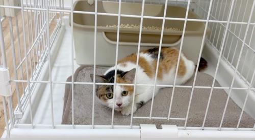 ケージ内で伏せる猫