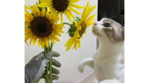 ヒマワリと猫