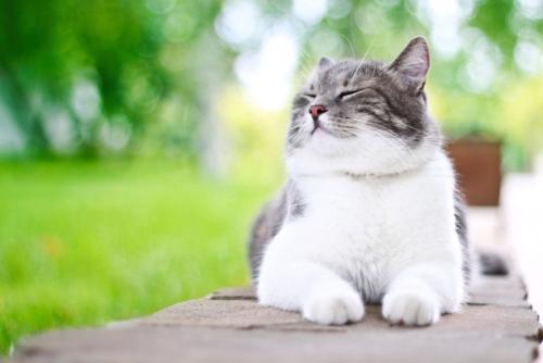 日向ぼっこしている猫