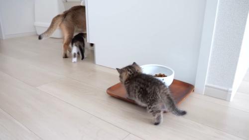 歩いていく親子猫