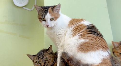 座っている猫