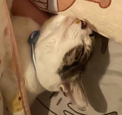 寝ている白猫