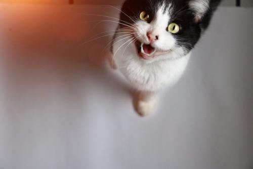 上を見て鳴く猫