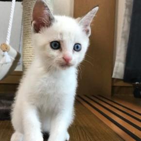 キレイな白い毛並みの子猫→成長したら、『色が変化』して…別の猫にしか見えない『衝撃のビフォーアフター』に「詐欺すぎるｗ」「すごいｗ」