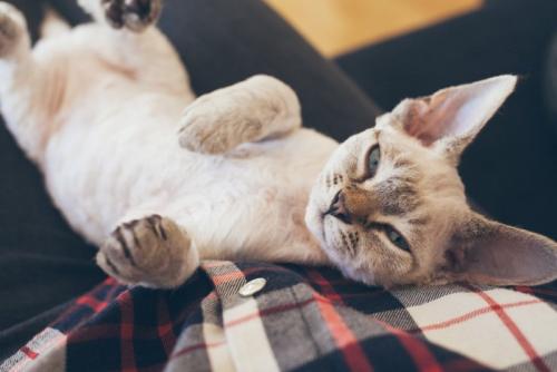 お腹を出して甘える猫