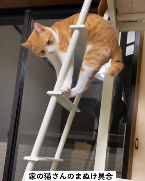 困る猫