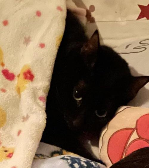 目を開けている黒猫