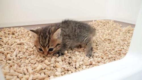 トイレの砂のにおいを嗅ぐ子猫