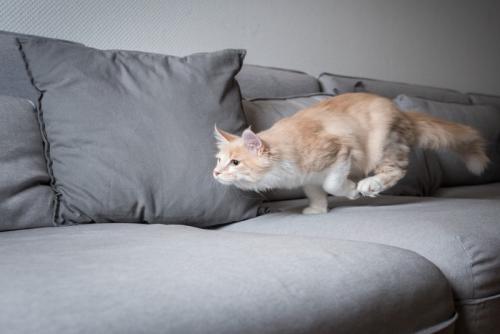 ソファーの上を走る猫