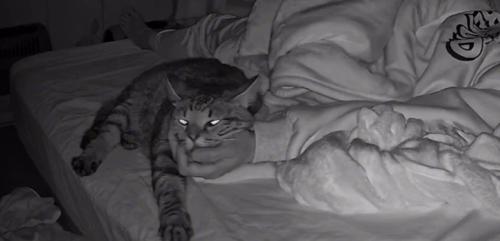 寝ている飼い主と猫