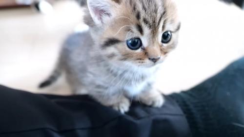 人の脚の上に乗る猫