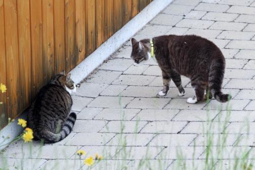 体を小さくしている猫と、それを見つめる猫