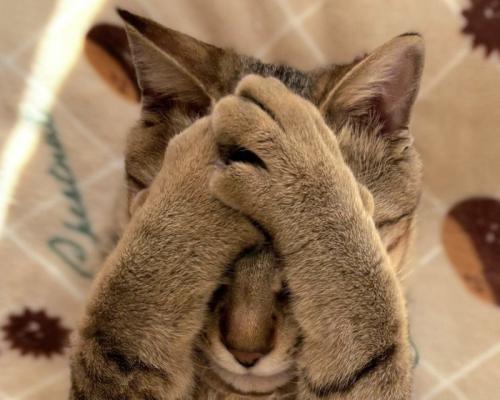 手で顔を覆うキジトラ猫のアップ7