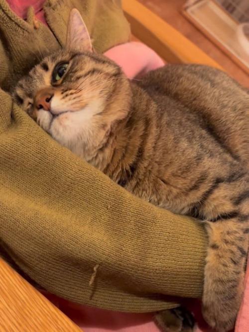 見上げる猫