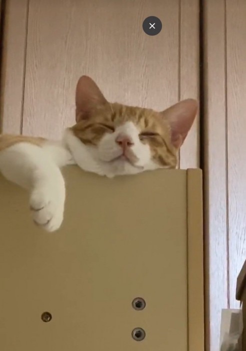 くつろぐ猫