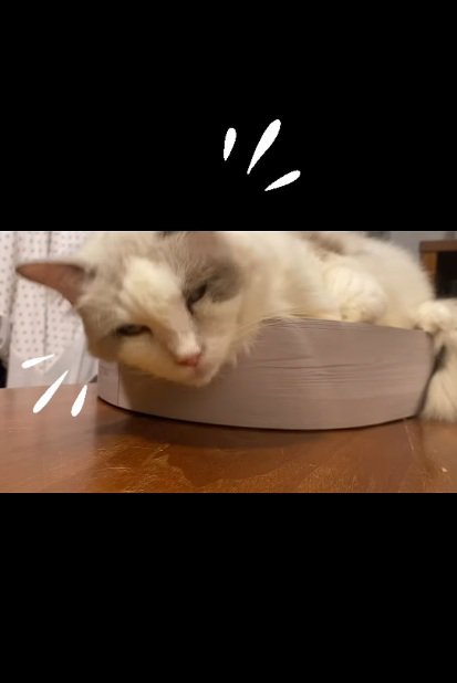 目を覚ます猫