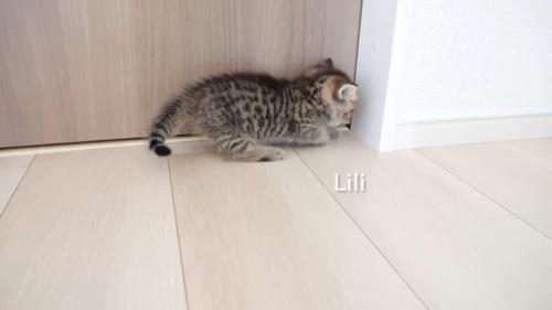 隅をかく子猫