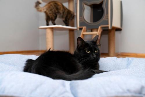 ベッドの猫とタワーの猫