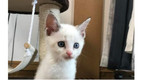 室内にいる子猫