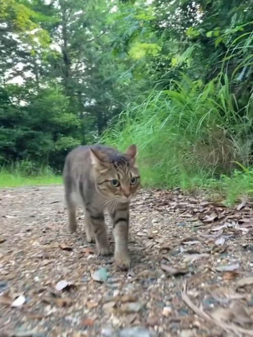 歩く猫