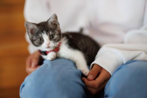 膝の上からこちらを見ている子猫