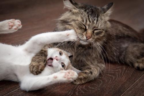 ケンカする猫