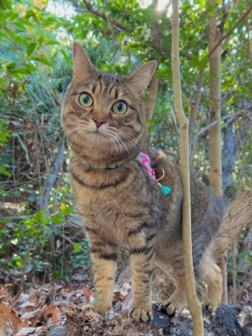 立っている猫