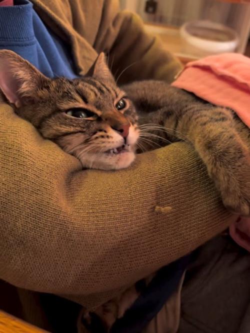 人の腕にしがみつく猫