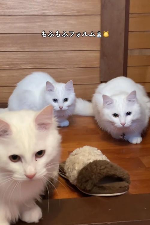3匹の子猫