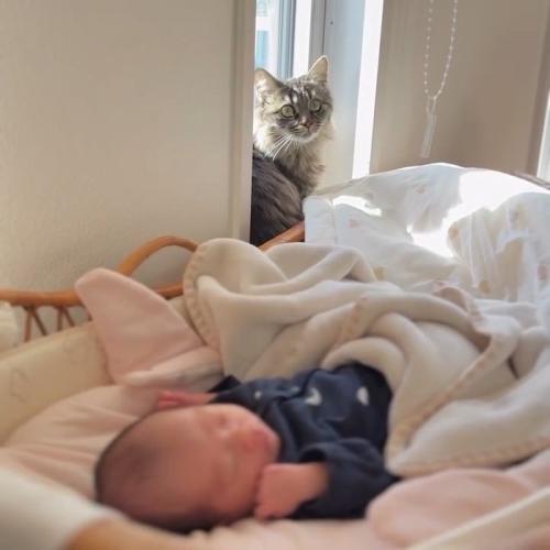 窓際に座る猫