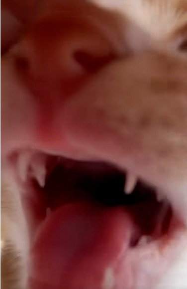 子猫の口の中