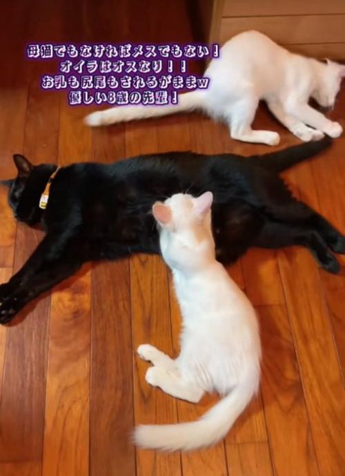 先輩猫と子猫