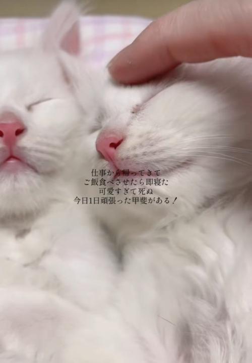 子猫を撫でる