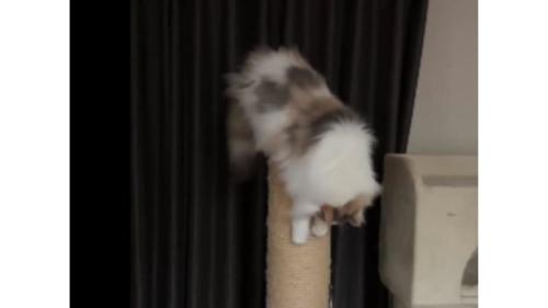 爪とぎしている猫