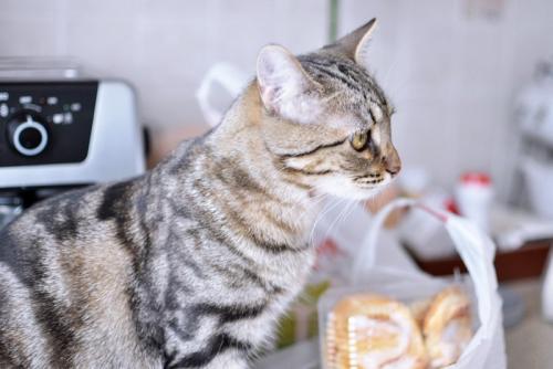 袋のにおいを嗅ぐ猫