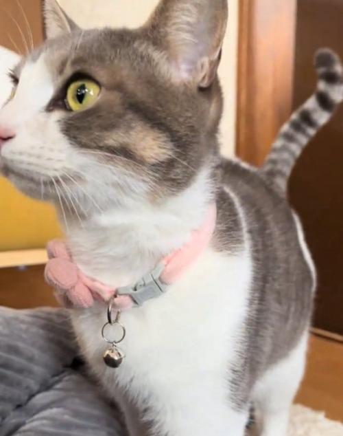 甘えに来る猫