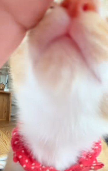 子猫の口