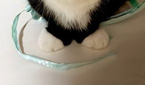 揃った前足