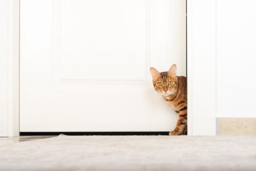 ドアの隙間から顔を出す猫