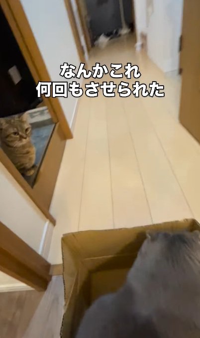 段ボールの中に座っている猫と見ている猫